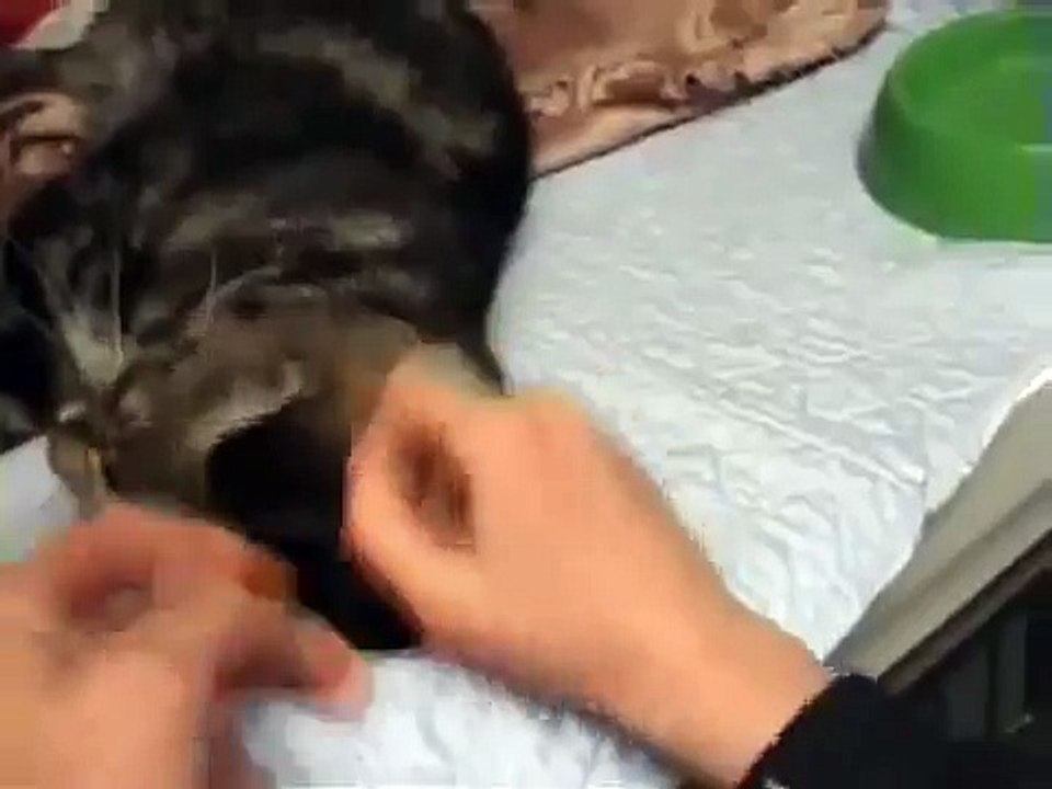 Taylor swift Ass show 2013