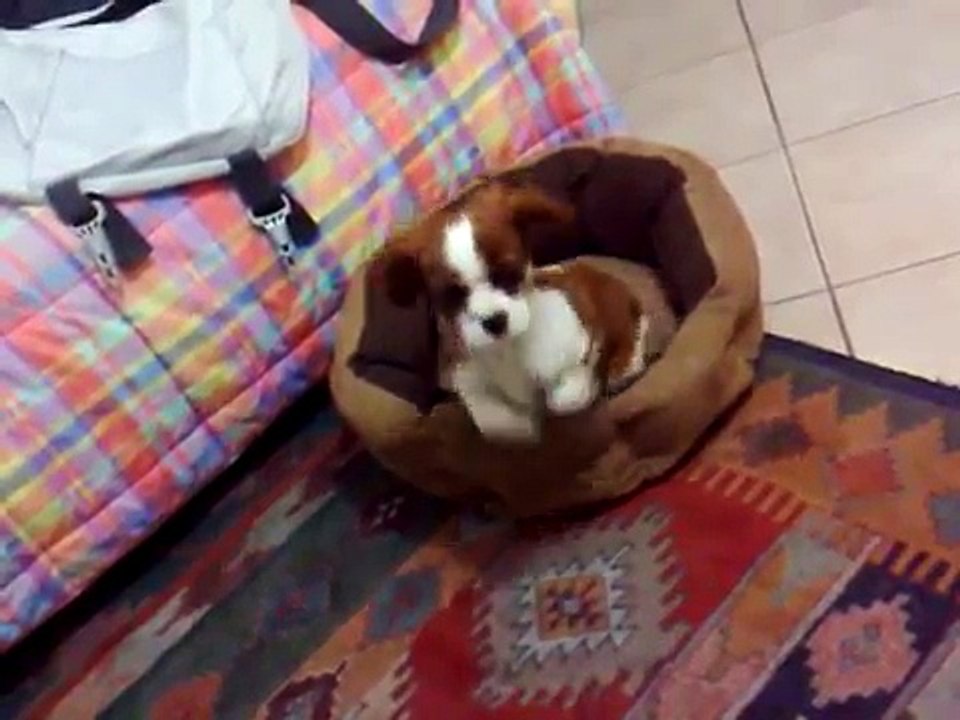 Cavalier King Charles Spaniel "Willy"