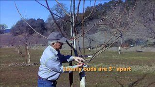 How to properly select grafting wood - UCANR