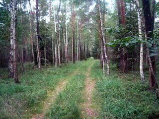 Verlorene Heimat - Wie Wälder für Energie gerodet werden