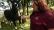 Rescued Horses Lovin' Life at Oregon Sanctuary