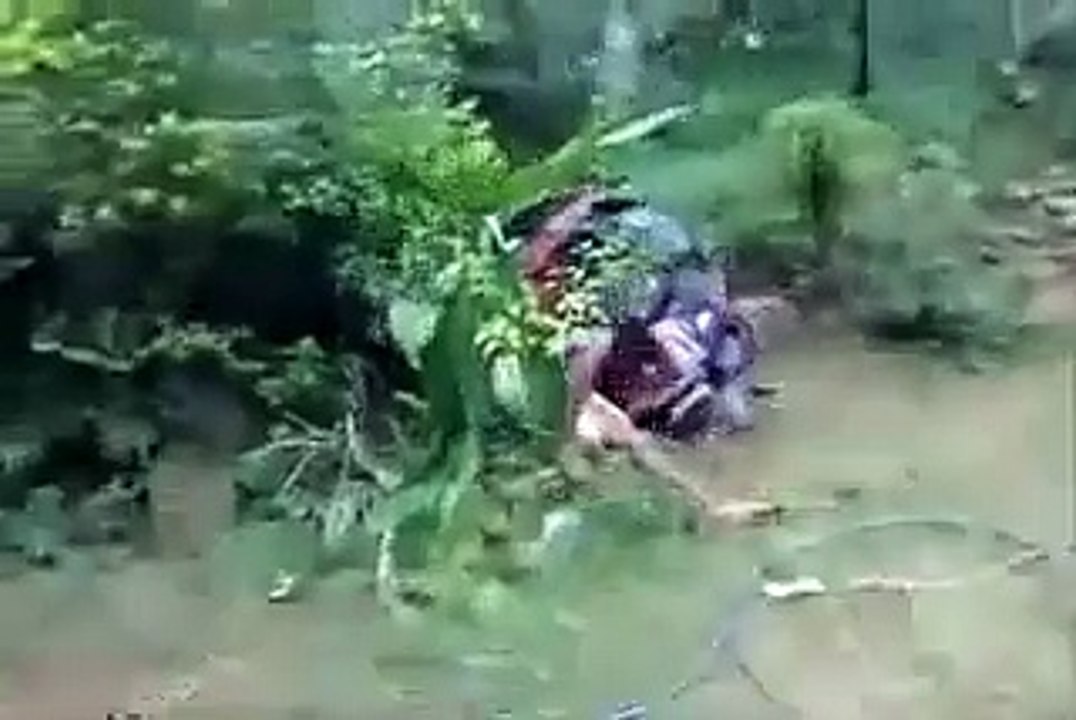 Funny Video