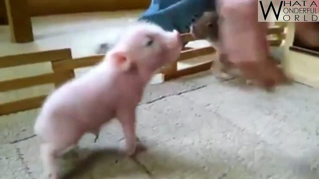 Funny and cute animal compilation 2015