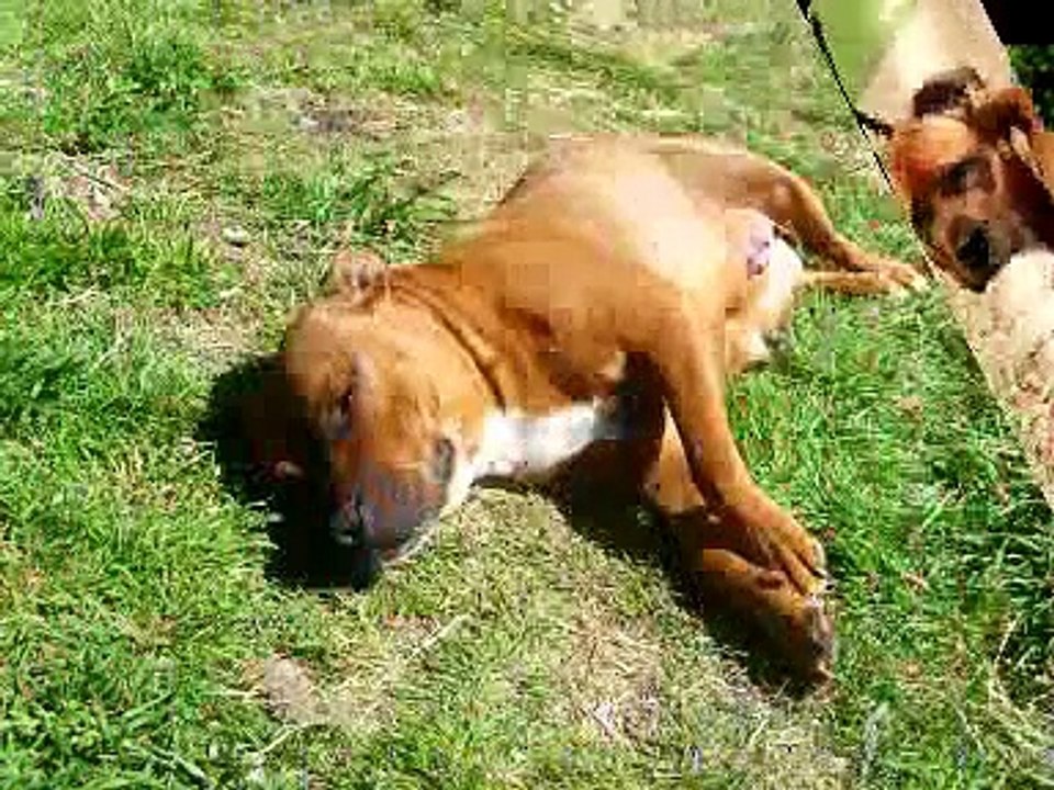 Staffordshire Bull Terrier - Layla super mom