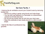 Ear Care For Your Cocker Spaniel