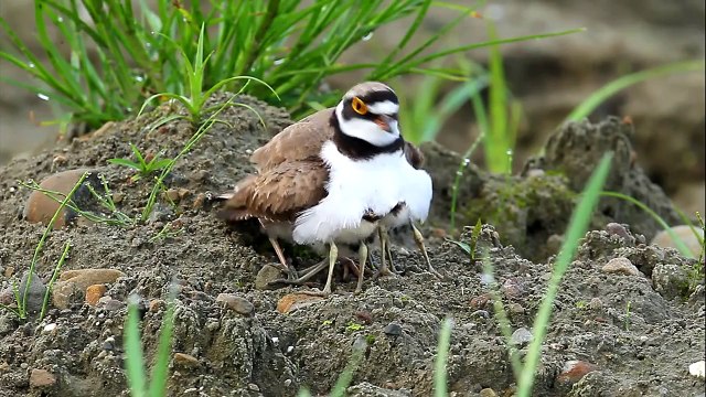 小環頸鴴 親子樂 Little Ringed Plover