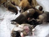 More playing -- 3 week old Icelandic Sheepdog puppies