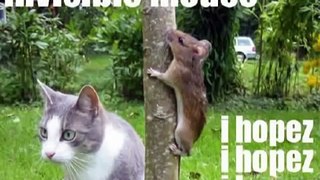 Very Funny Animals 9