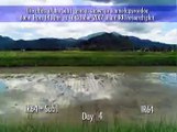Time-lapse video shows flood tolerance in rice (40 seconds)
