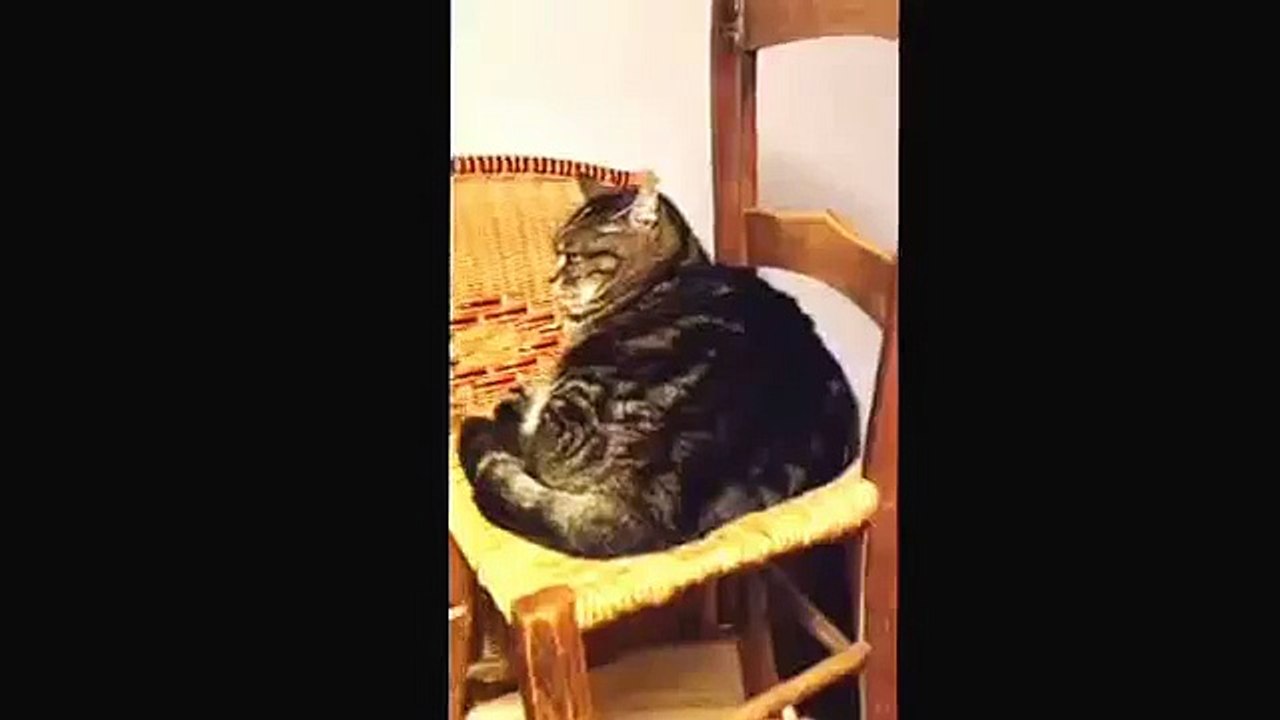 Tom le chat