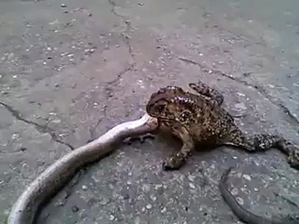 Frog eats a Snake... Unbeliveable -