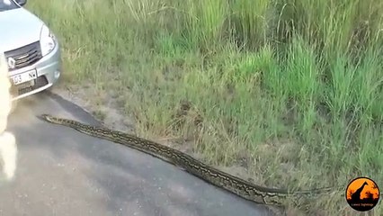 Huge Python Relaxing in Cars Bonnet Surprised the Lady. -