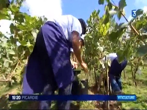 Vignes de l'Oise - Vignerons de Gouvieux