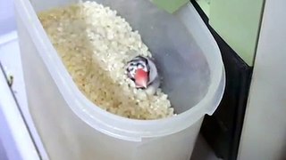 くーちゃん（文鳥）米浴び動画.MOV
