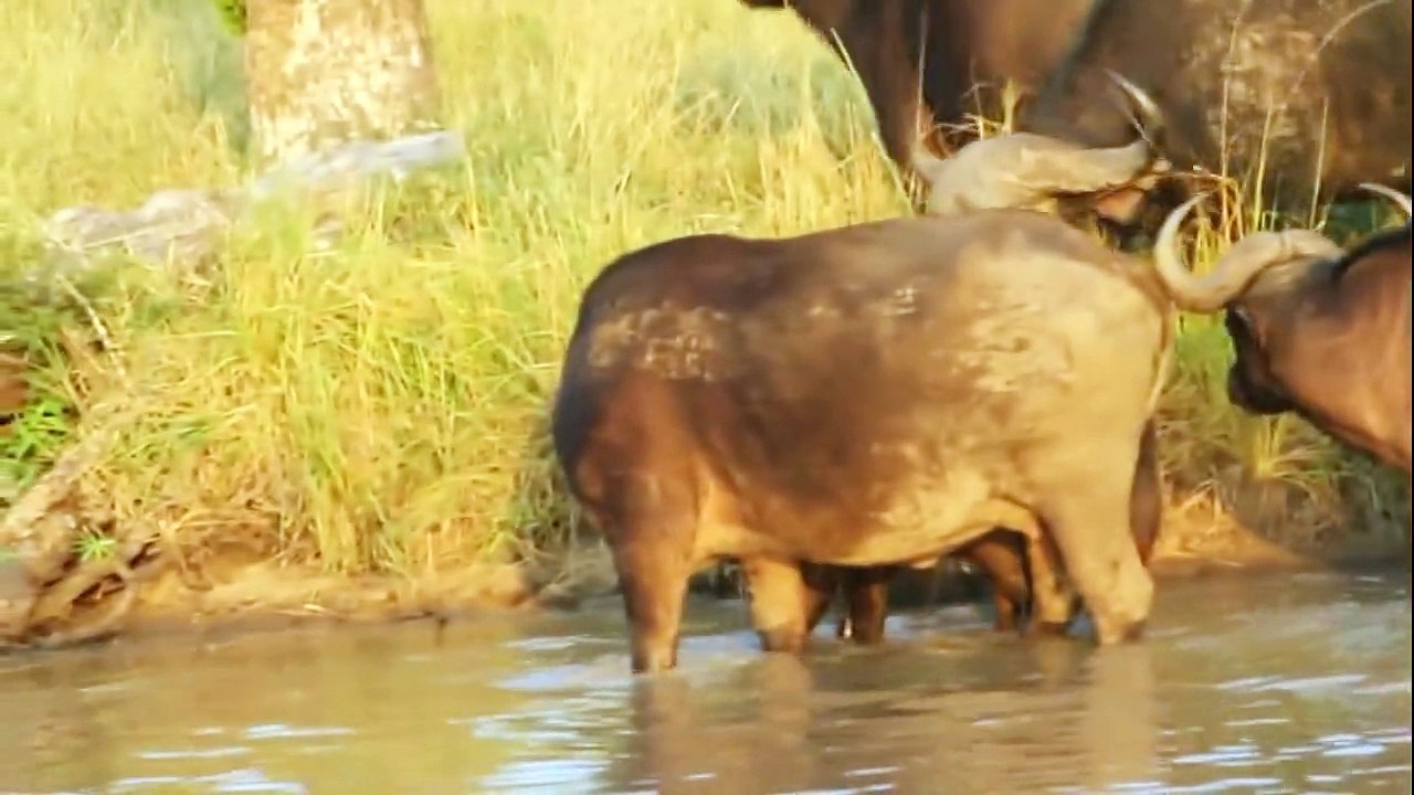 Horn and claw. Buffalo kills the lion and lion kills the buffalo