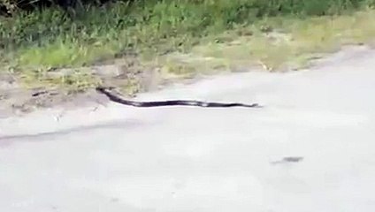 Snake Suffers a heart attack - Rare video -