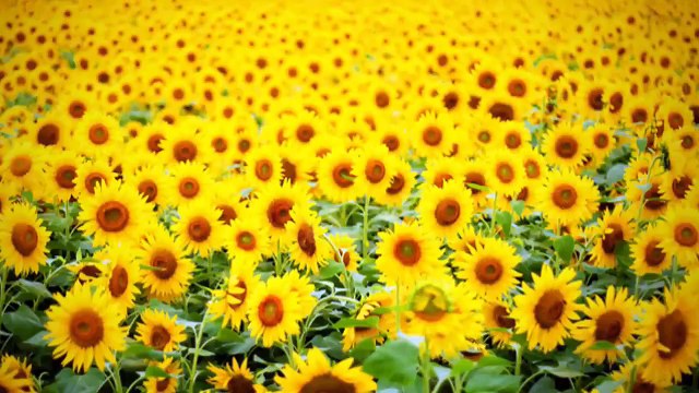 Solo Guitar - Love Theme from Sunflower - ひまわり（愛のテーマ）