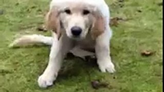 Cute Golden Retriever Puppy Attacks cameraman
