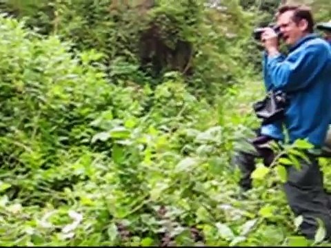 Mountain Gorillas in Rwanda and Uganda