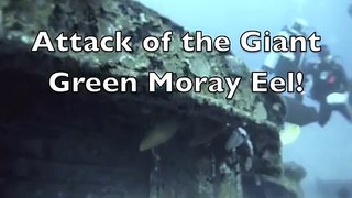 Attack of the Giant Green Eel!  Video by Craig Capehart