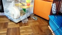 Criceto russo russian hamster Poldo