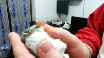 russian hamster licking fingers, Poldo criceto russo coccole lecca le dita