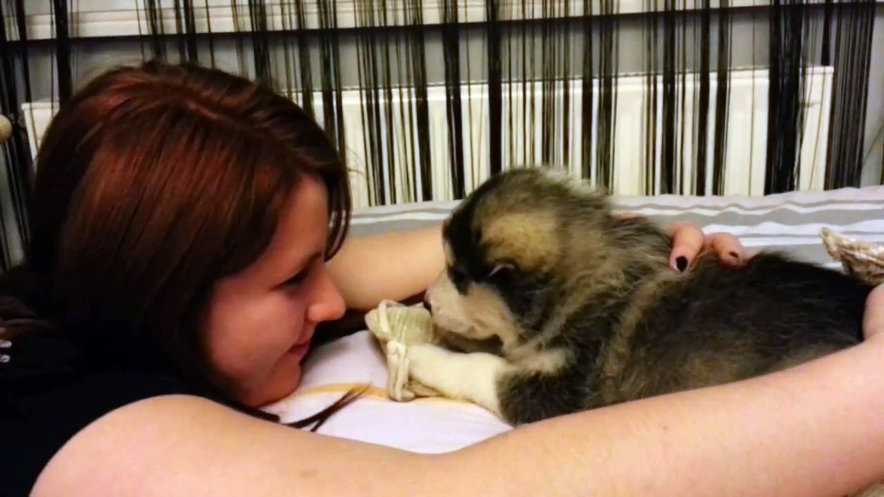 Gaby & Hector the alaskan malamute
