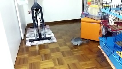 chinchilla run jump wall, cincilla salta sui muri corre Grisù