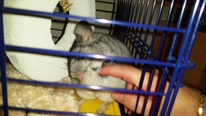 chinchilla cuddles, cincillà coccole, Grisù