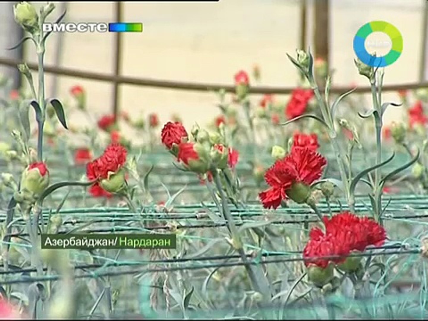 ⁣Сельское хозяйство в Азербайджане. Эфир 25.03.2012