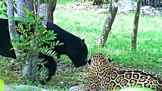 Jaguar vs Black Jaguar , Animal Attack Jaguar Documentary