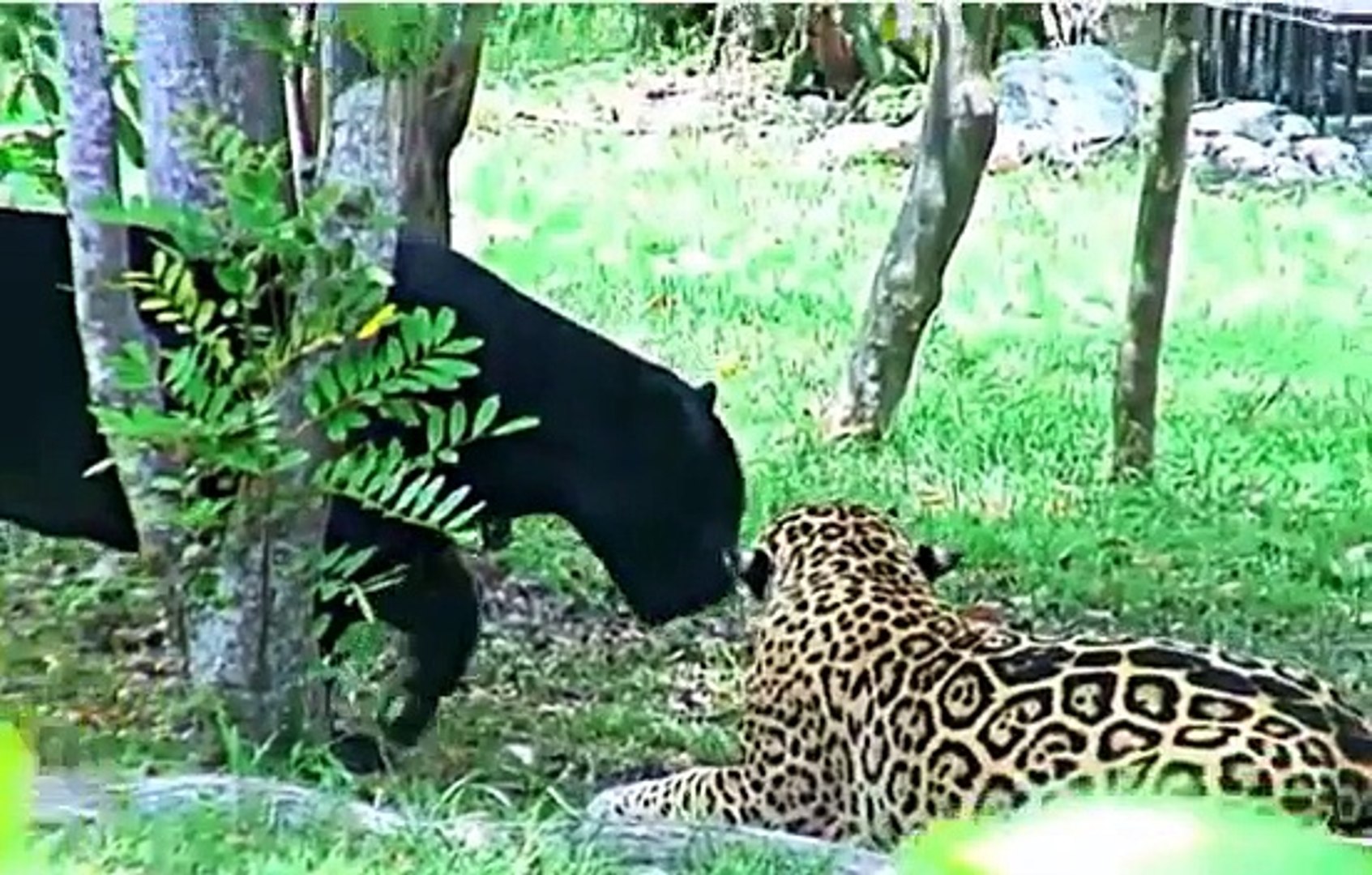 ⁣Jaguar vs Black Jaguar , Animal Attack Jaguar Documentary