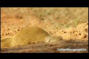 Yellow Mongoose in the Kalahari Desert