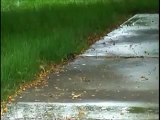 A Bored Mouse Chasing His Tail in the Rain