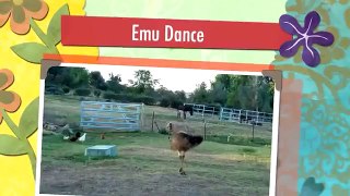 Emu Dance