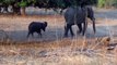 Elephant Nursing Mana Pools Zimbabwe