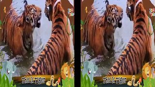 Zoo for Kids    Tiger
