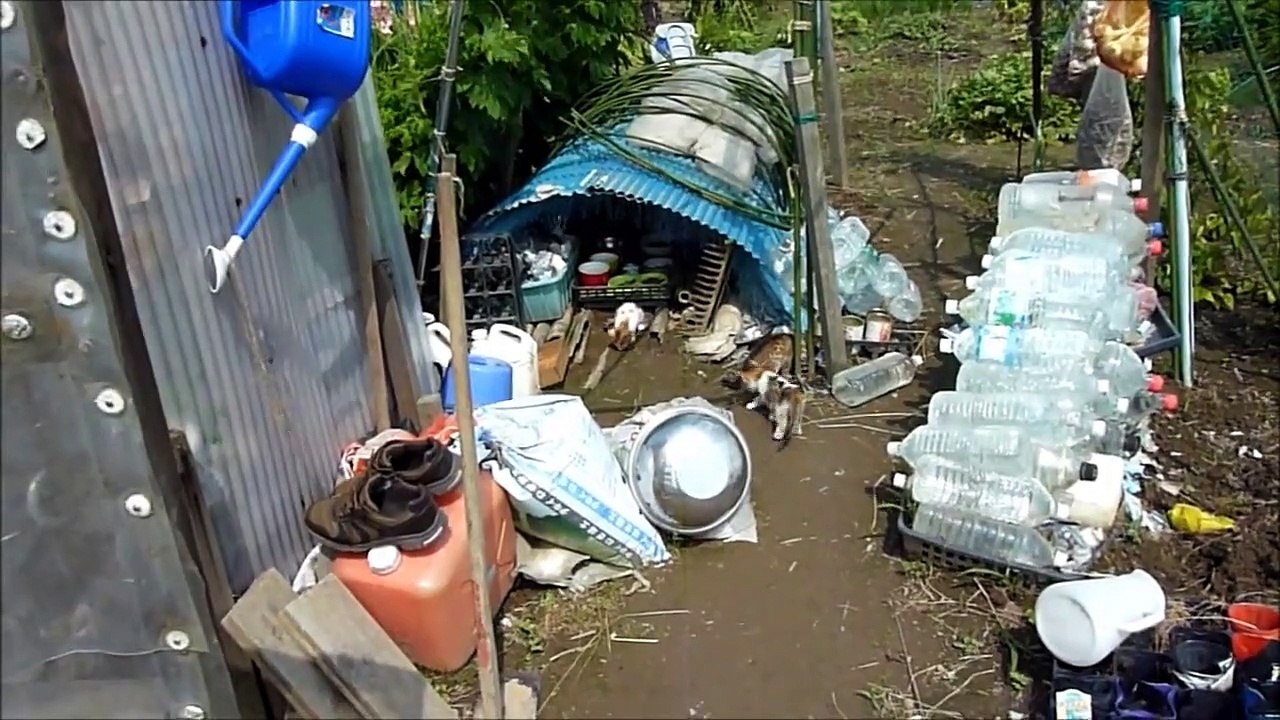 家庭菜園の野良猫２　子育て奮闘記　子猫たちが出てきた。