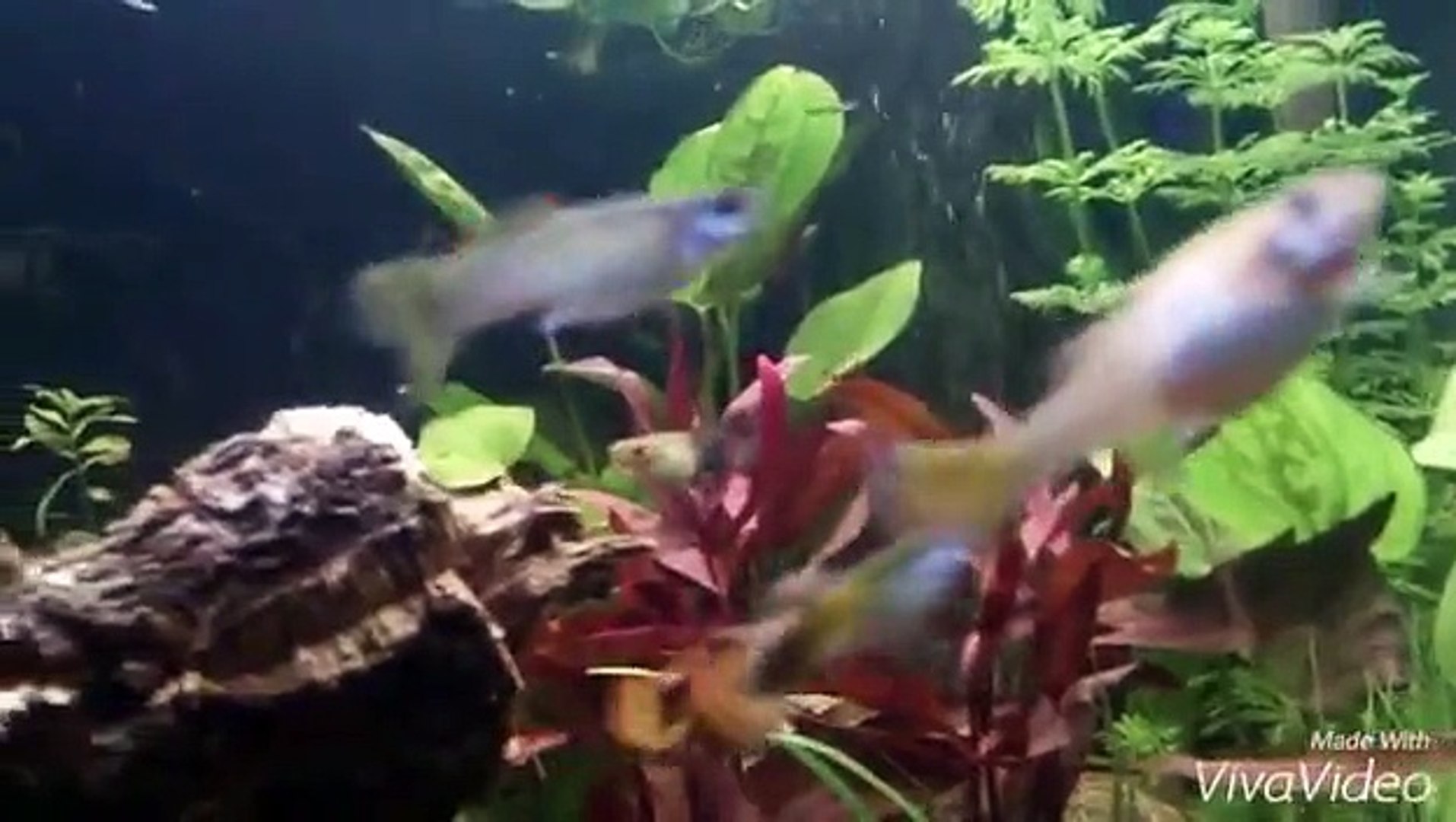 Biotope Aquascape Guppy Maroc Guppie Morocco Video Dailymotion