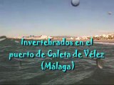 Invertebrados en Torre del Mar