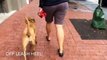 Off leash heel with distractions: New Orleans Dog Trainers