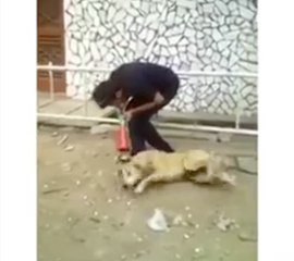 Ha Ha Ha!!! Don't Try To Do At any Sleeping Dog Very Funny - سوتے ہوئے کتے پر بگل بجانا