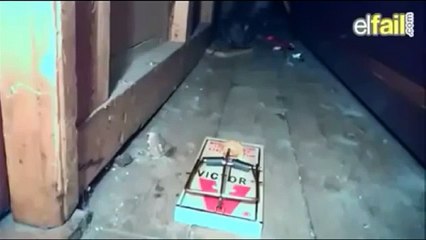 How to trap a squirrel in a mouse trap