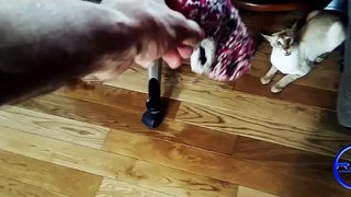 oriental cat play with sock