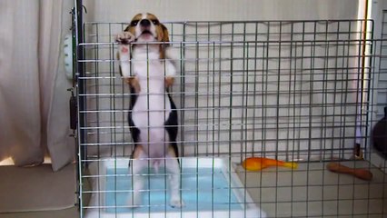 ビーグル犬・リル 【脱獄  ver.1-1】