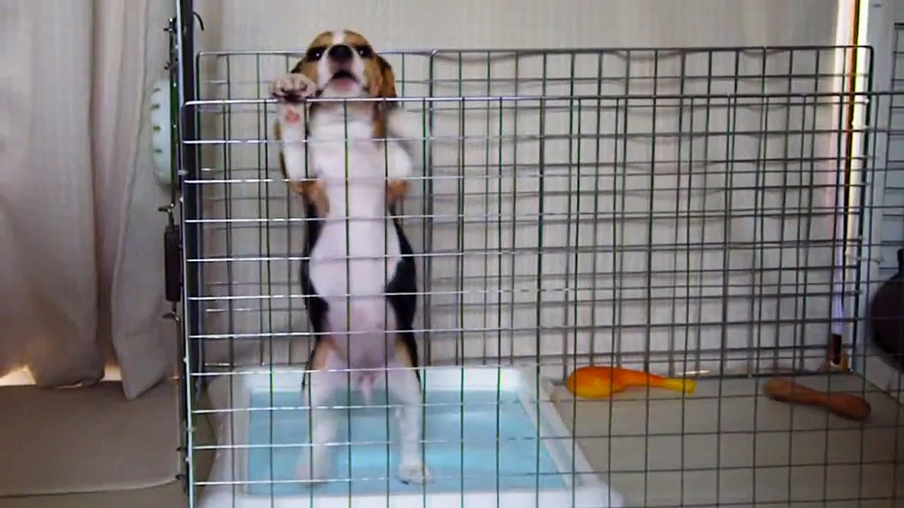 ビーグル犬・リル 【脱獄  ver.1-1】