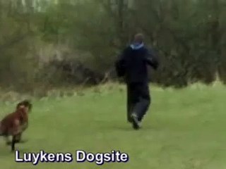 Flying Dutch Shepherd (Extreme K9 jump!) (Luykensdogsite.nl KNPV)