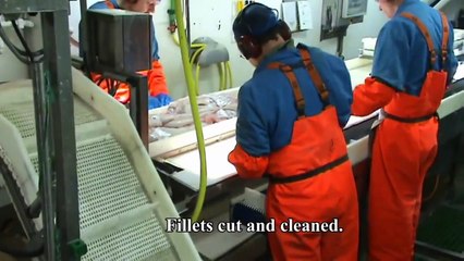 Работа в рибна фабрика (Fish factory work)
