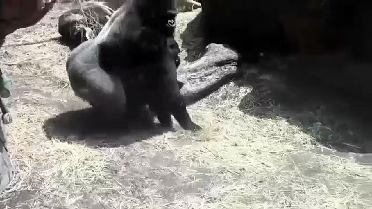 強迫猩猩交配，猴孩子來安慰他們