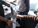 Kachemak Bay  Halibut fishing